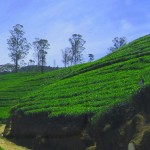 Amaaya Langdale Nuwara Eliya (8)