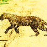 Cinnamon Wild Yala (22)