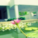 Clove Villa (3)