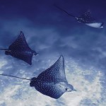 Dusit Thani Maldives (15)