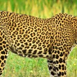 Jetwing Yala (7)