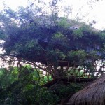 Saraii Village Wirawila (52)