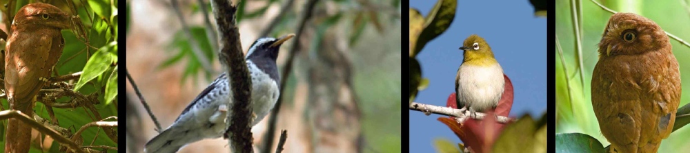 Bird watching in Sri Lanka