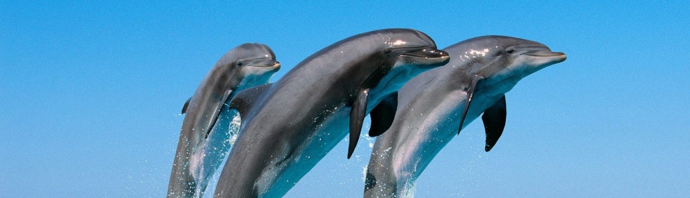 Dolphin in Kalpitiya