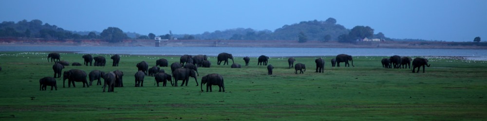 Elephants gathering at Minneriya