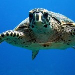 Eriyadhoo Island Resort (13)