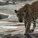 Leopard Trails (11)