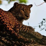 Leopard Trails (12)