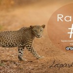 Leopard Trails (34)