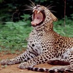 Leopard Trails (9)